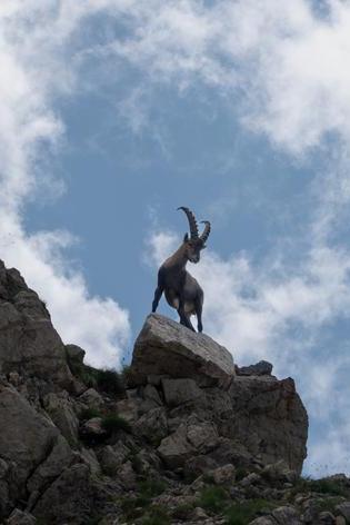 En famille au contact des animaux