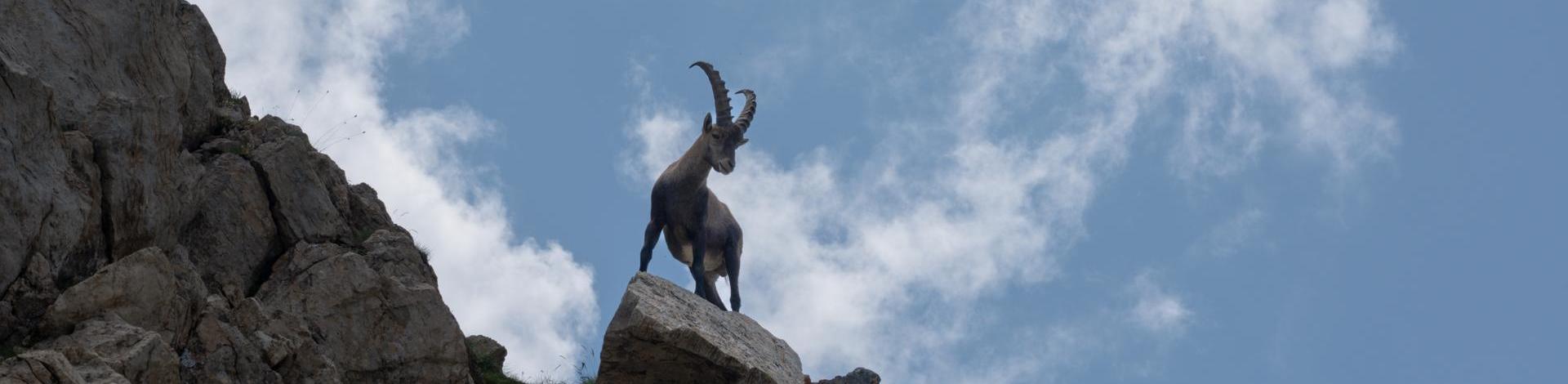 Ibex in Les 3 Vallées